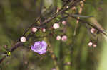 Slenderleaf false foxglove